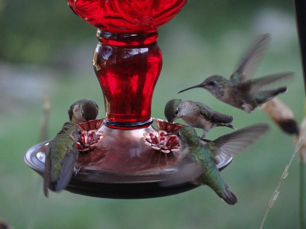 Whitebird Summit Lodge Grangeville Εξωτερικό φωτογραφία
